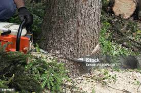 How Our Tree Care Process Works  in  Bay Minette, AL
