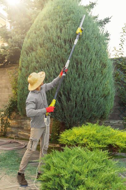 Best Fruit Tree Pruning  in Bay Minette, AL